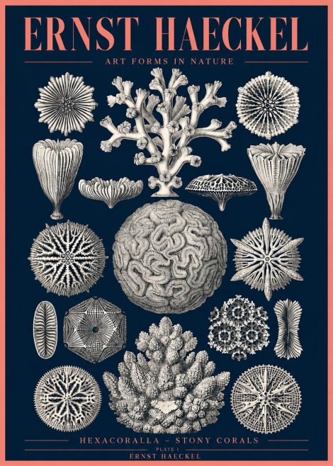 Ernst Haeckel Hexacoralla – Six-rayed Corals No4 - Poster