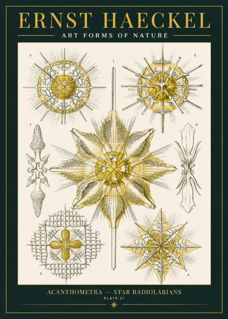 Ernst Haeckel Acanthometra - Star Radiolarians No2 - Poster