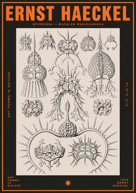 Ernst Haeckel Spyroidea - Puffball Radiolarians - Plate 22 No5 - Poster