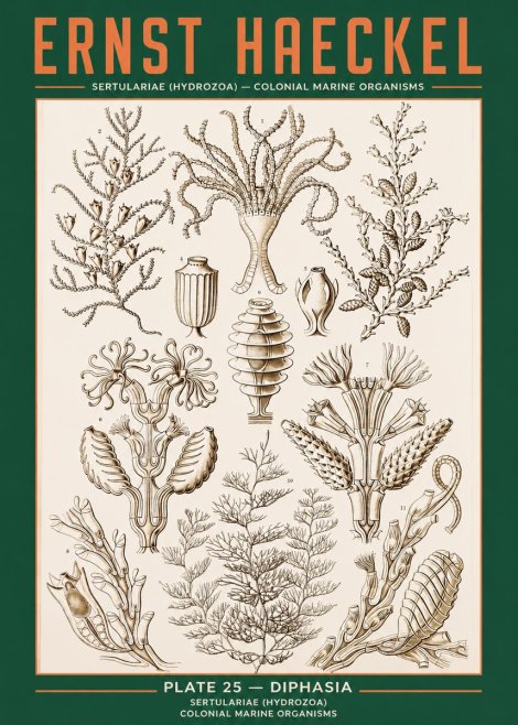 Ernst Haeckel Sertulariidae No3 - Poster