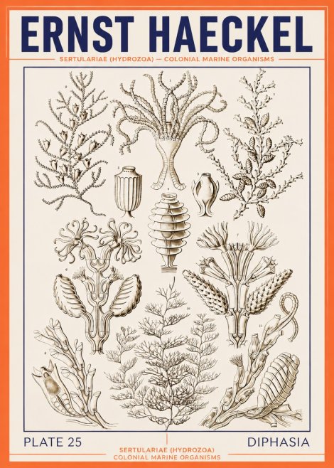 Ernst Haeckel Sertulariidae No4 - Poster