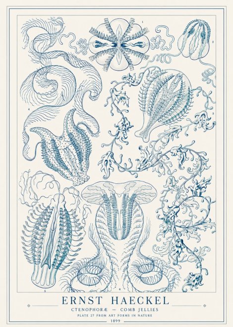 Ernst Haeckel Ctenophoræ – Comb Jellies No1 - Poster