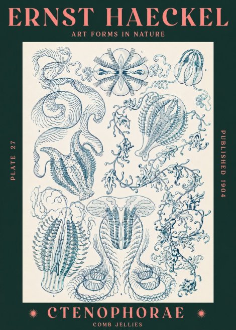 Ernst Haeckel Ctenophoræ – Comb Jellies No3 - Poster