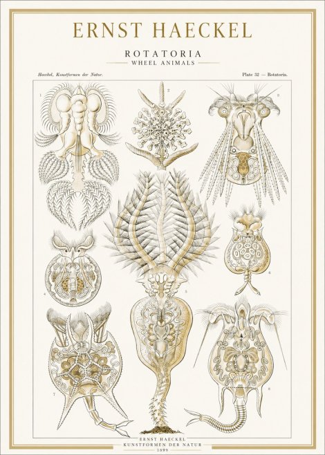 Ernst Haeckel Rotatoria - Wheel Animals No1 - Poster