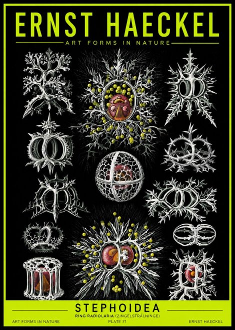 Ernst Haeckel Stephoidea No2 - Poster