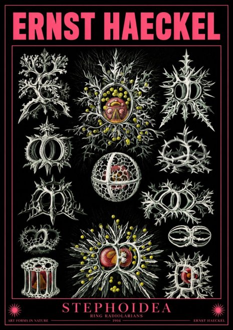 Ernst Haeckel Stephoidea No4 - Poster