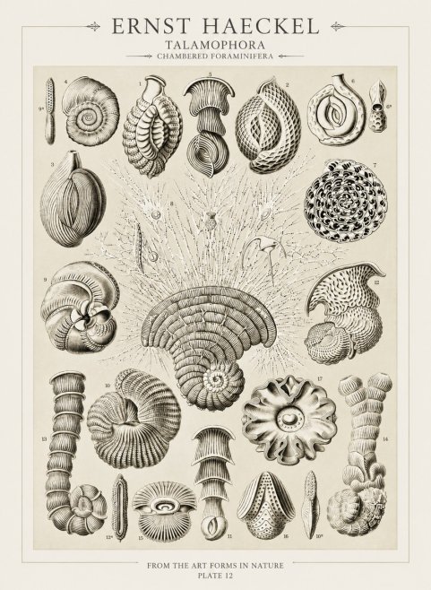 Ernst Haeckel Thalamophora – Foraminifera Plate 12 No3 - Poster