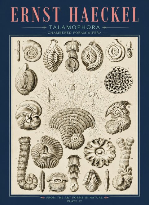 Ernst Haeckel Thalamophora – Foraminifera Plate 12 No4 - Poster
