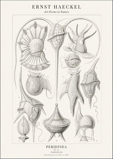 Ernst Haeckel Peridinea No2 - Poster