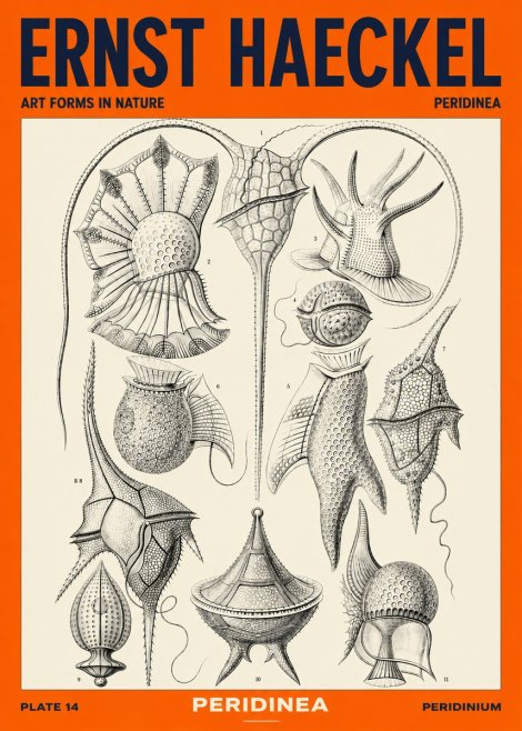 Ernst Haeckel Peridinea No4 - Poster