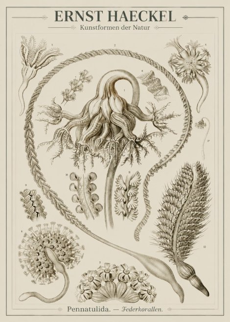 Ernst Haeckel Pennatulida - Sea Pens No3 - Poster