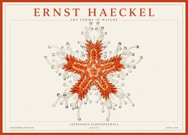 Ernst Haeckel Asteroidea Echinodermata Plate 28 No1 - Poster