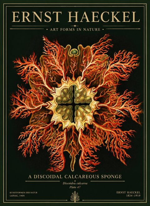 Ernst Haeckel Marine Organism No5 - Poster