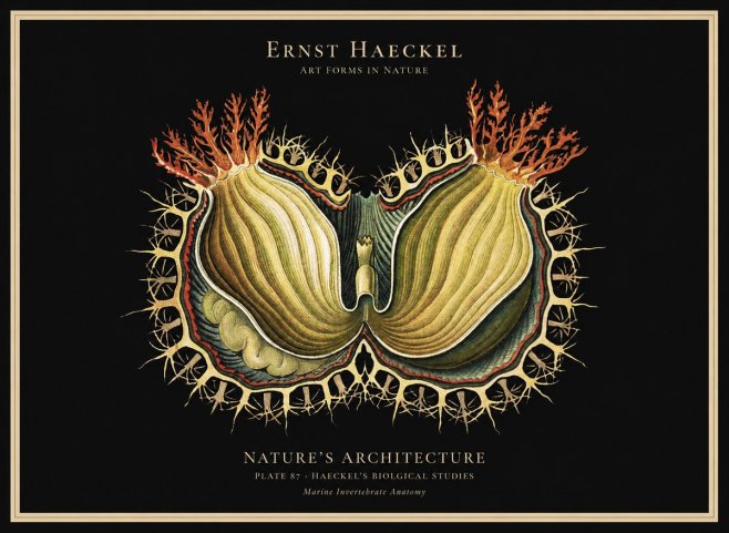 Ernst Haeckel Nature's Architecture No1 - Poster