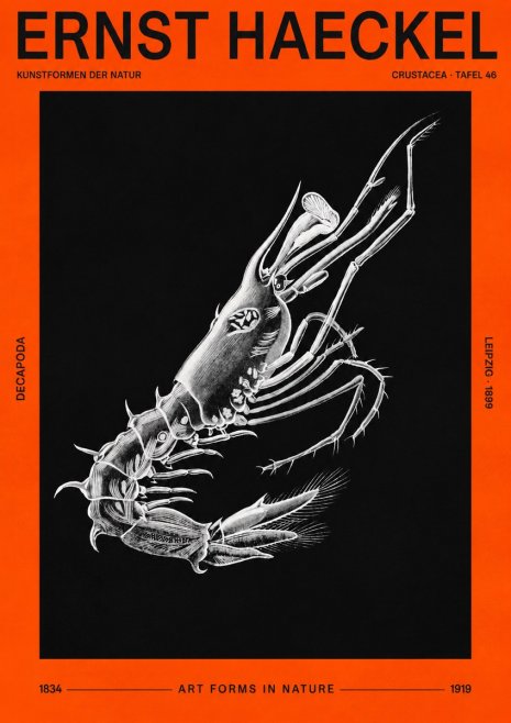 Ernst Haeckel Decapoda the Crustaceans No3 - Poster