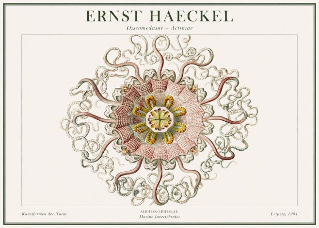 Ernst Haeckel Discomedusae – Actiniae No1 - Poster