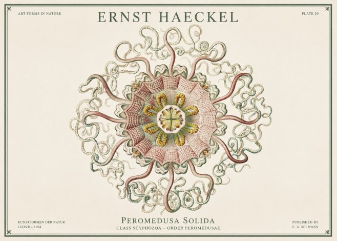 Ernst Haeckel Discomedusae – Actiniae No3 - Poster