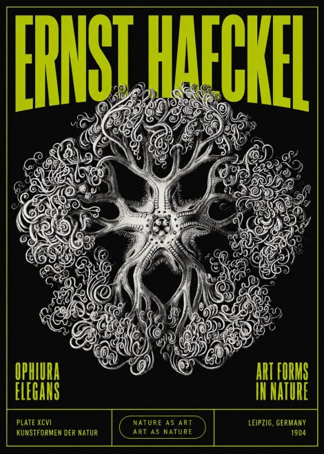 Ernst Haeckel Ophiuroidea Sea Tree - Deep Sea No5 - Poster