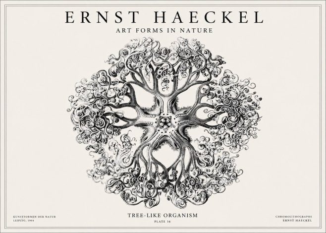 Ernst Haeckel Tree-like Organism No1 - Poster