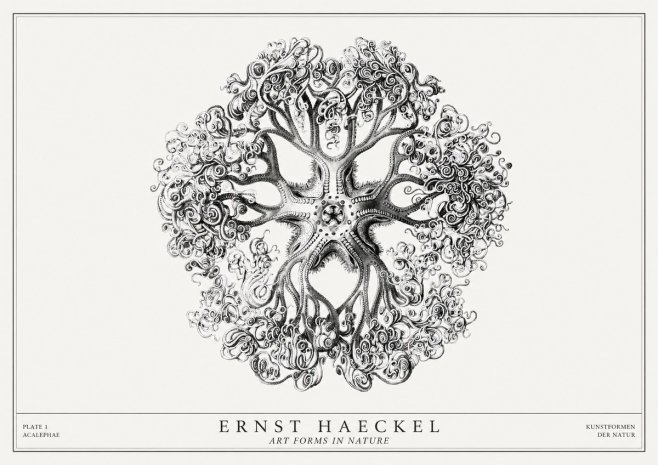 Ernst Haeckel Tree-like Organism No3 - Poster