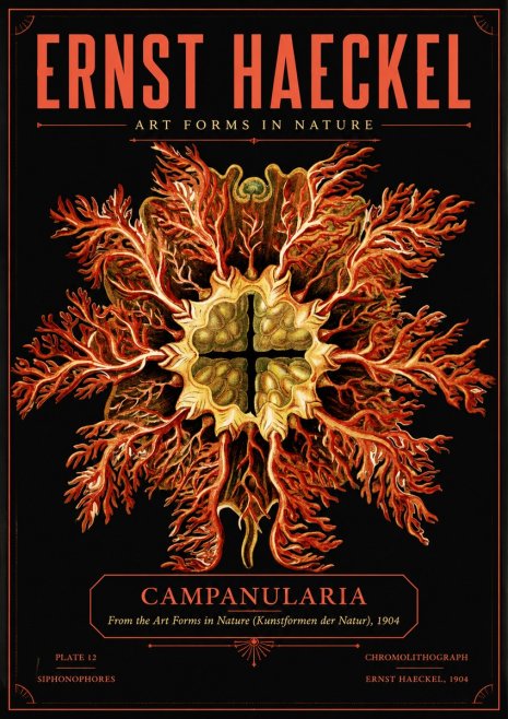 Ernst Haeckel Tetractinellida a Radiolarian from the Deep Sea No5 - Poster