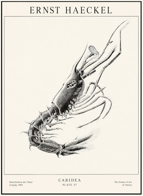 Ernst Haeckel Caridea Plate 27 No1 - Poster