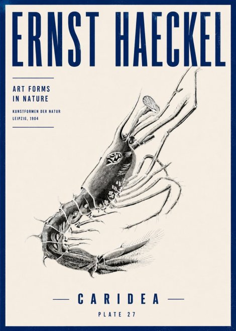 Ernst Haeckel Caridea Plate 27 No4 - Poster