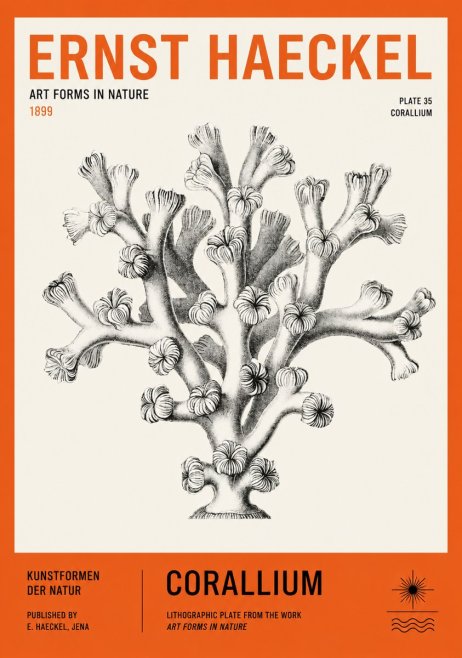 Ernst Haeckel Corallium Rubrum II No3 - Poster
