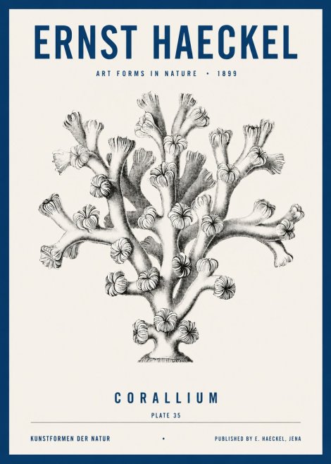 Ernst Haeckel Corallium Rubrum II No4 - Poster