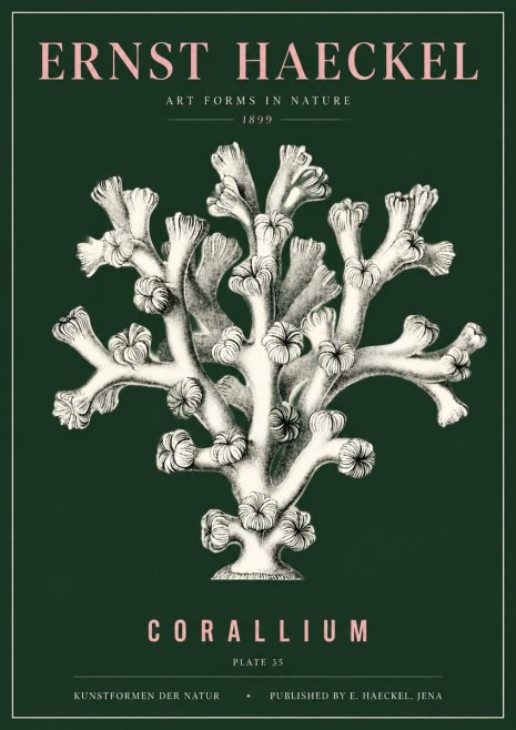 Ernst Haeckel Corallium Rubrum II No5 - Poster