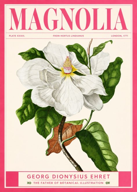 Georg Dionysius Ehret Magnolia Maxima - Flowering Branch No2 - Poster