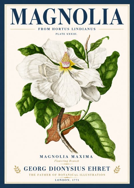 Georg Dionysius Ehret Magnolia Maxima - Flowering Branch No6 - Poster