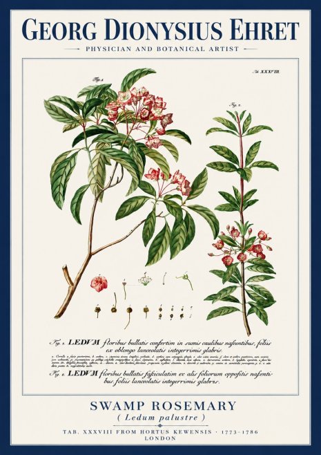 Georg Dionysius Ehret Swamp Rosemary (Ledum Palustre) No4 - Poster