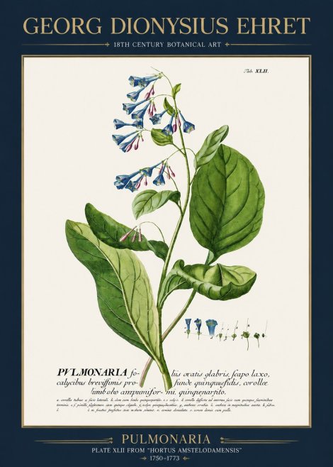 Georg Dionysius Ehret Pulmonaria No3 - Poster