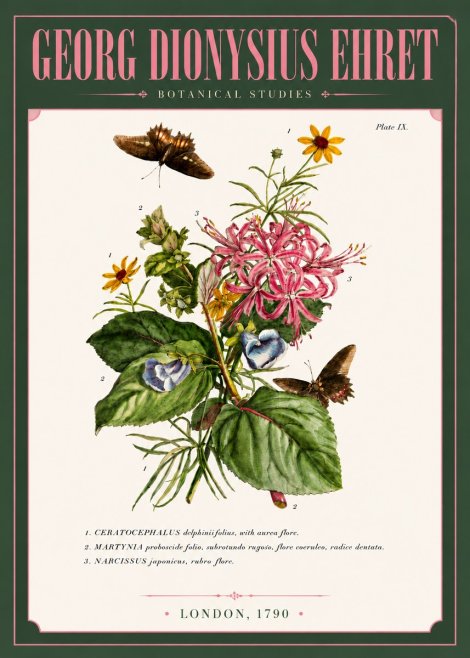 Georg Dionysius Ehret Botanical Studies - Plate Ix No6 - Poster