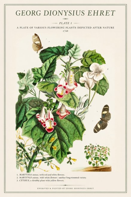 Georg Dionysius Ehret A Plate of Various Flowering Plants Depicted After Nature 1748 No1 - Poster
