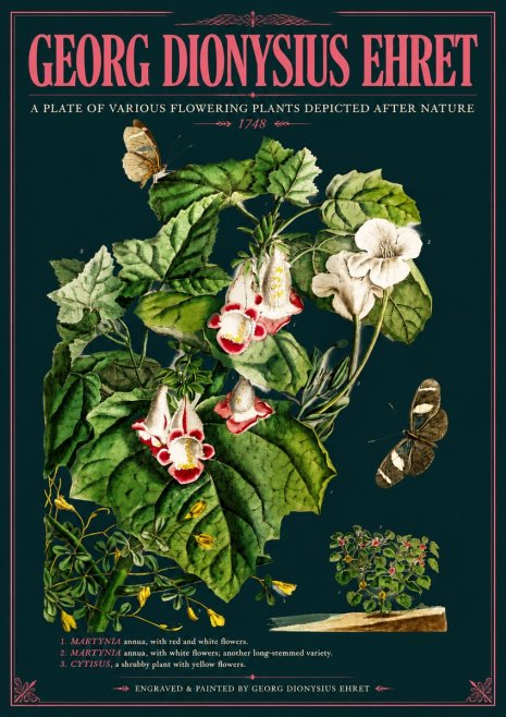 Georg Dionysius Ehret A Plate of Various Flowering Plants Depicted After Nature 1748 No6 - Poster