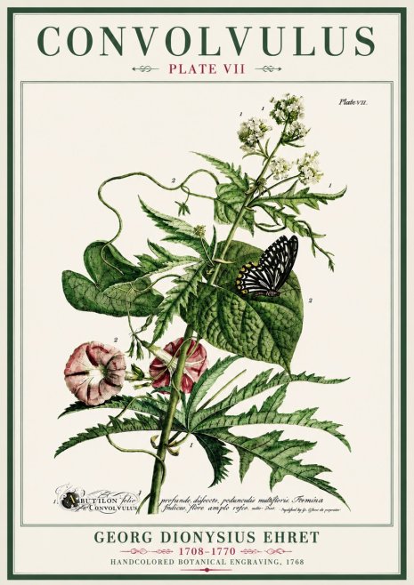 Georg Dionysius Ehret Convolvulus - Plate Vii No4 - Poster