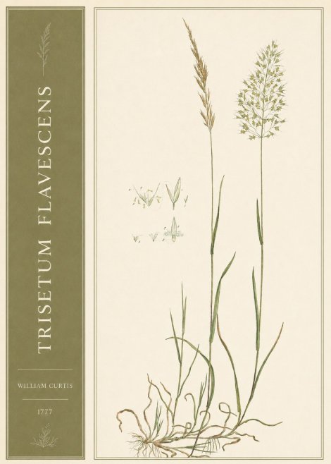 William Curtis Trisetum Flavescens I No2 - Poster