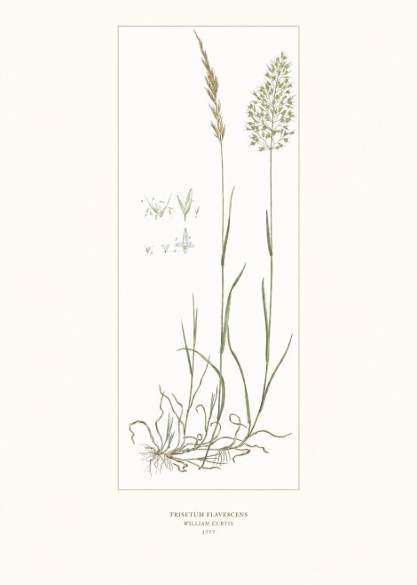 William Curtis Trisetum Flavescens I No6 - Poster