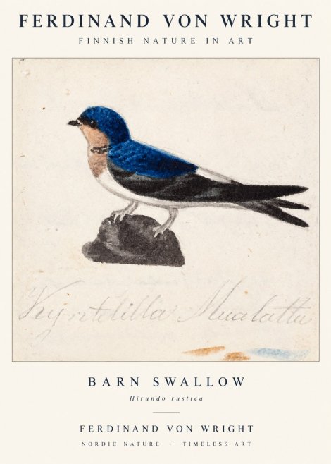 Ferdinand von Wright Swallow (Hirundo Rustica) No2 - Poster