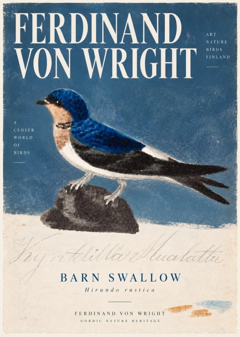 Ferdinand von Wright Swallow (Hirundo Rustica) No6 - Poster