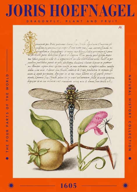 Joris Hoefnagel Dragonfly, Plant and Fruit No2 - Poster