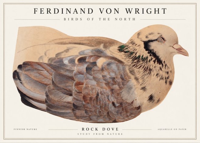 Ferdinand von Wright Turtle Dove Study No2 - Poster