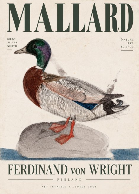 Ferdinand von Wright Mallard No4 - Poster