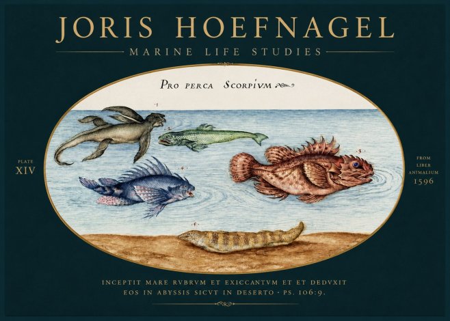 Joris Hoefnagel Pro Perca Scorpivm No4 - Poster