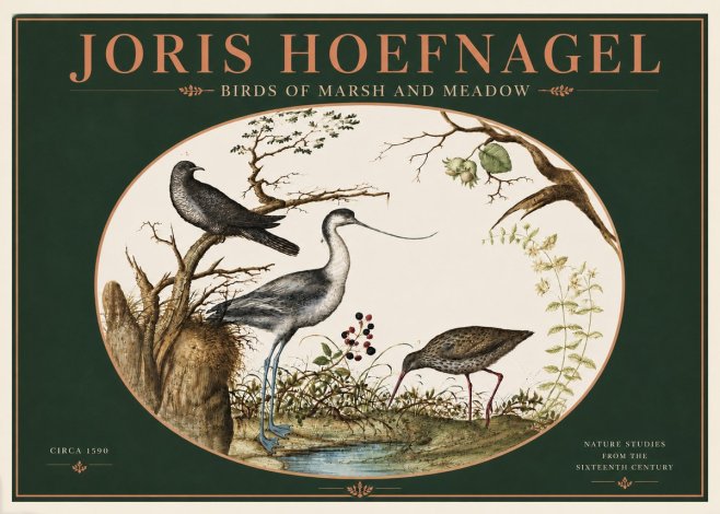 Joris Hoefnagel Birds of Marsh and Meadow No4 - Poster