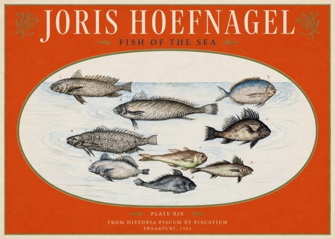 Joris Hoefnagel Fish of the Sea No3 - Poster