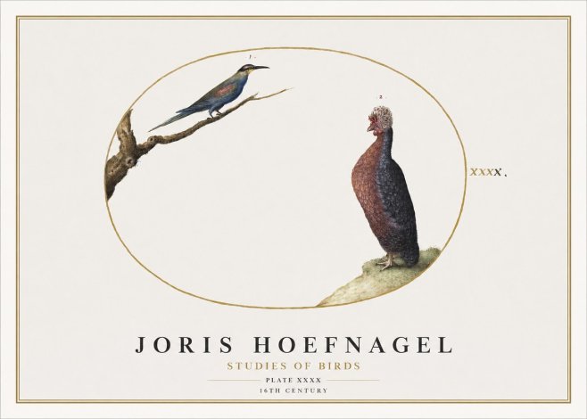 Joris Hoefnagel Studies of Birds I No2 - Poster