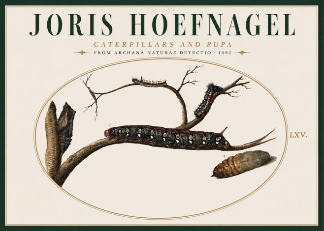 Joris Hoefnagel Caterpillars and Pupa No4 - Poster